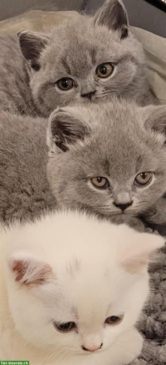 BKH Kitten stubenrein suchen ein Zuhause