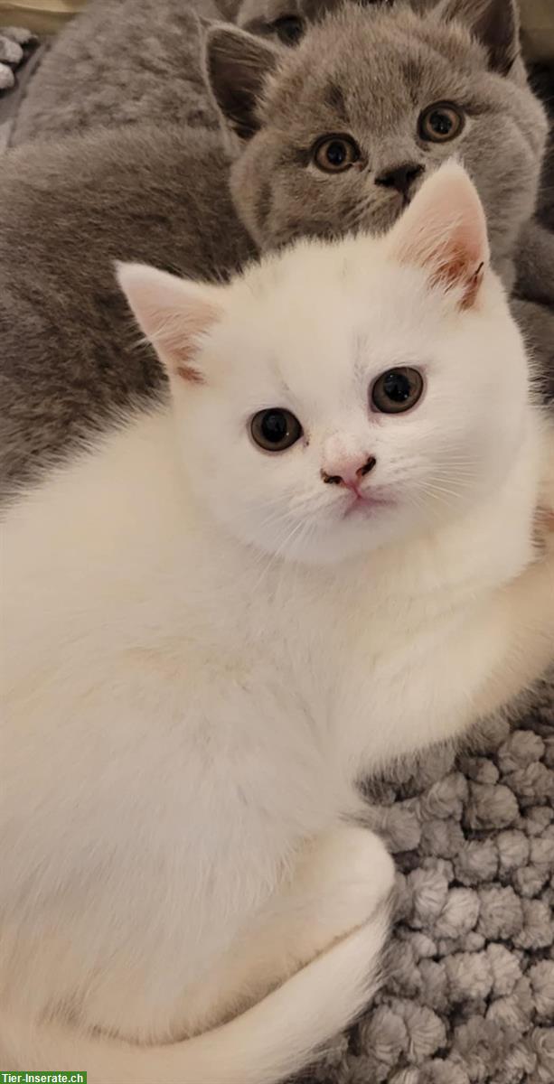 Bild 2: BKH Kitten stubenrein suchen ein Zuhause