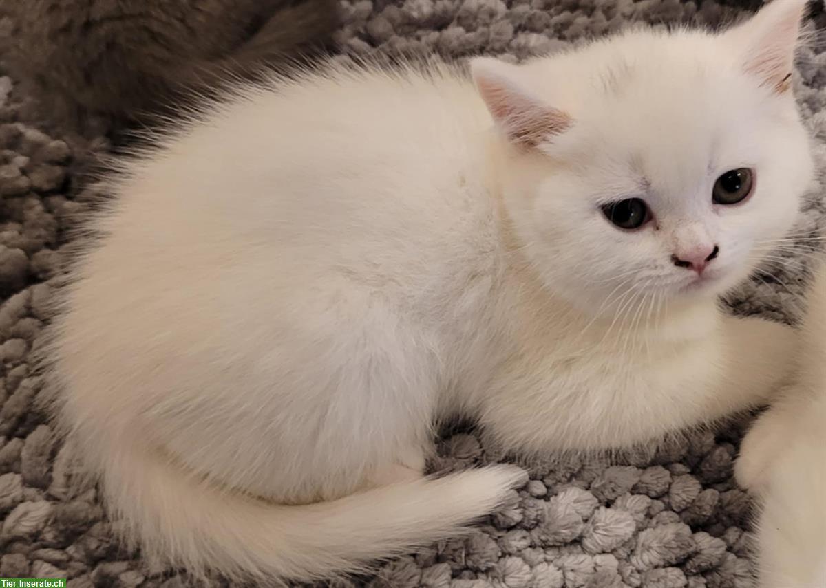 Bild 3: BKH Kitten stubenrein suchen ein Zuhause