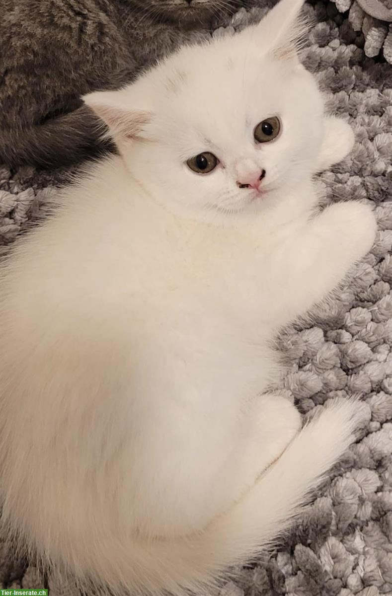 Bild 4: BKH Kitten stubenrein suchen ein Zuhause