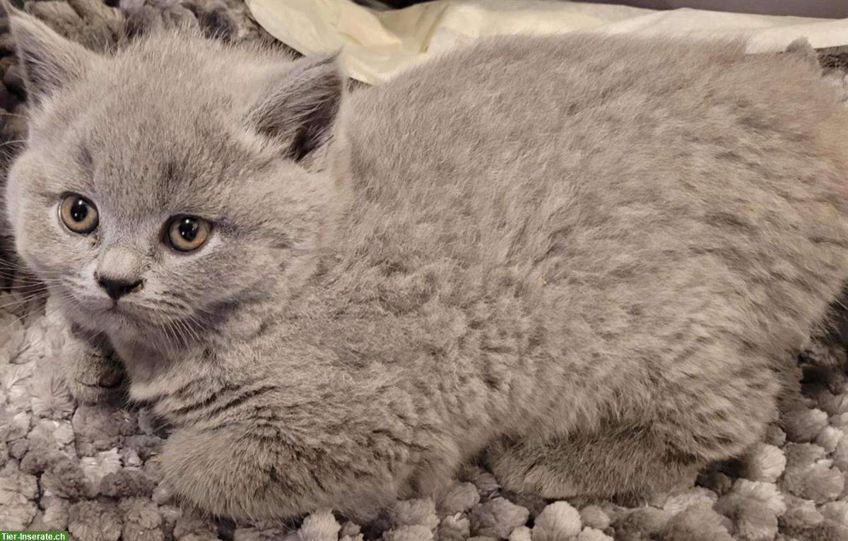 Bild 5: BKH Kitten stubenrein suchen ein Zuhause