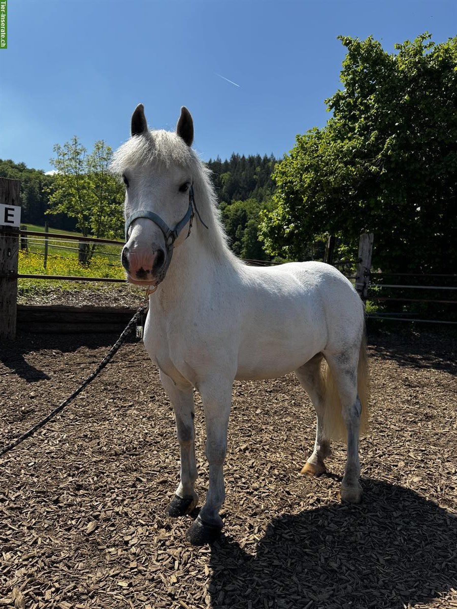 Liebes Kinder-Anfänger Pony zu verkaufen
