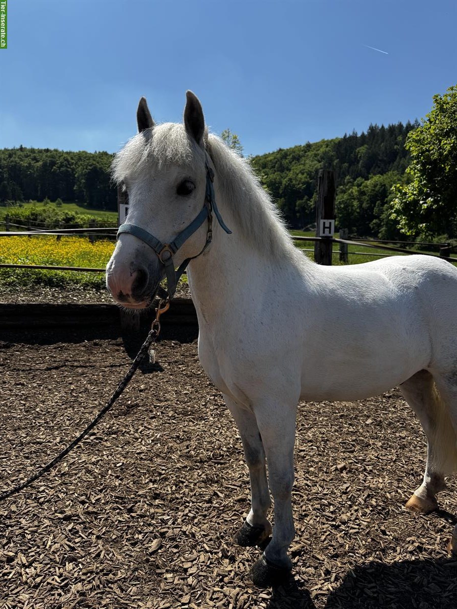 Bild 2: Liebes Kinder-Anfänger Pony zu verkaufen
