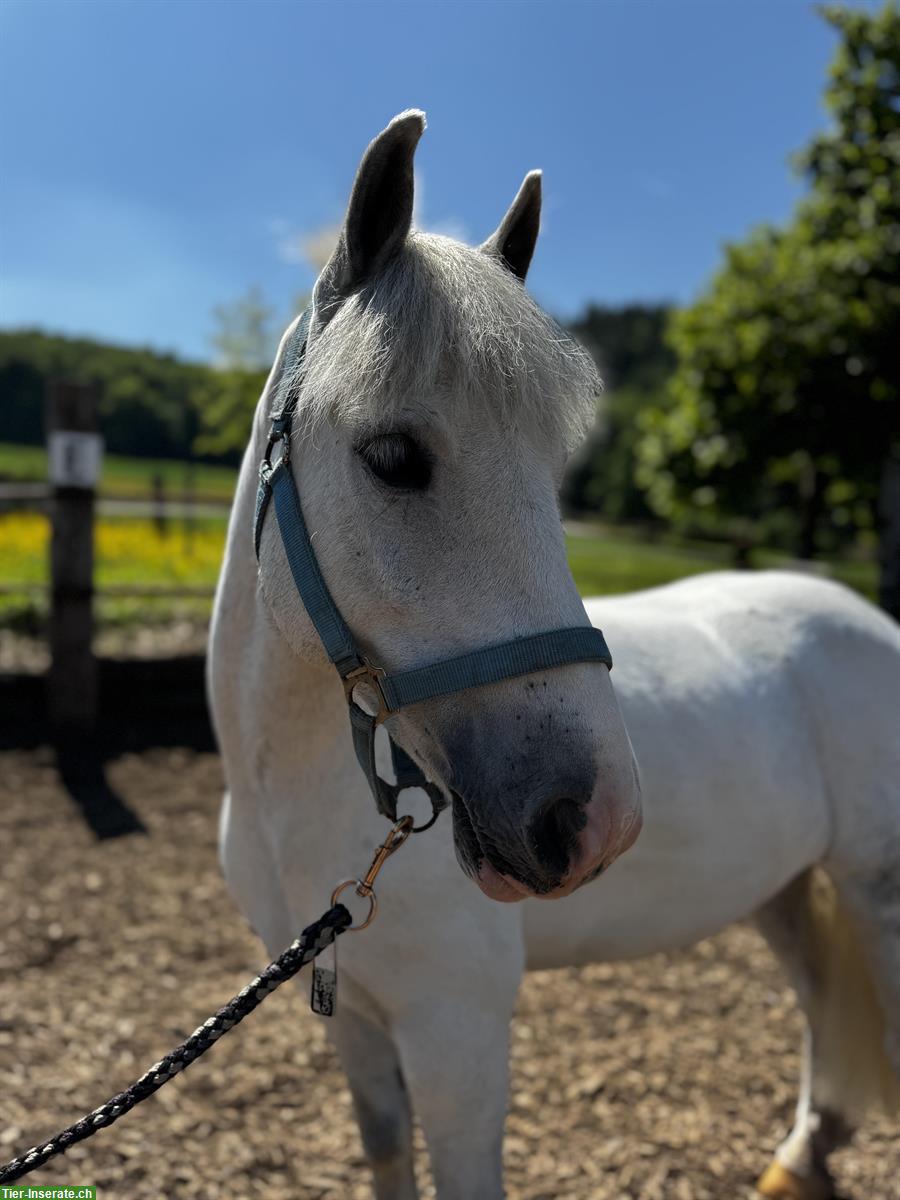 Bild 3: Liebes Kinder-Anfänger Pony zu verkaufen