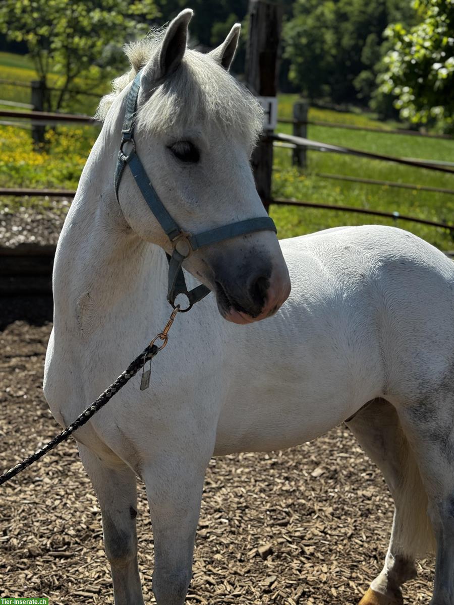 Bild 4: Liebes Kinder-Anfänger Pony zu verkaufen