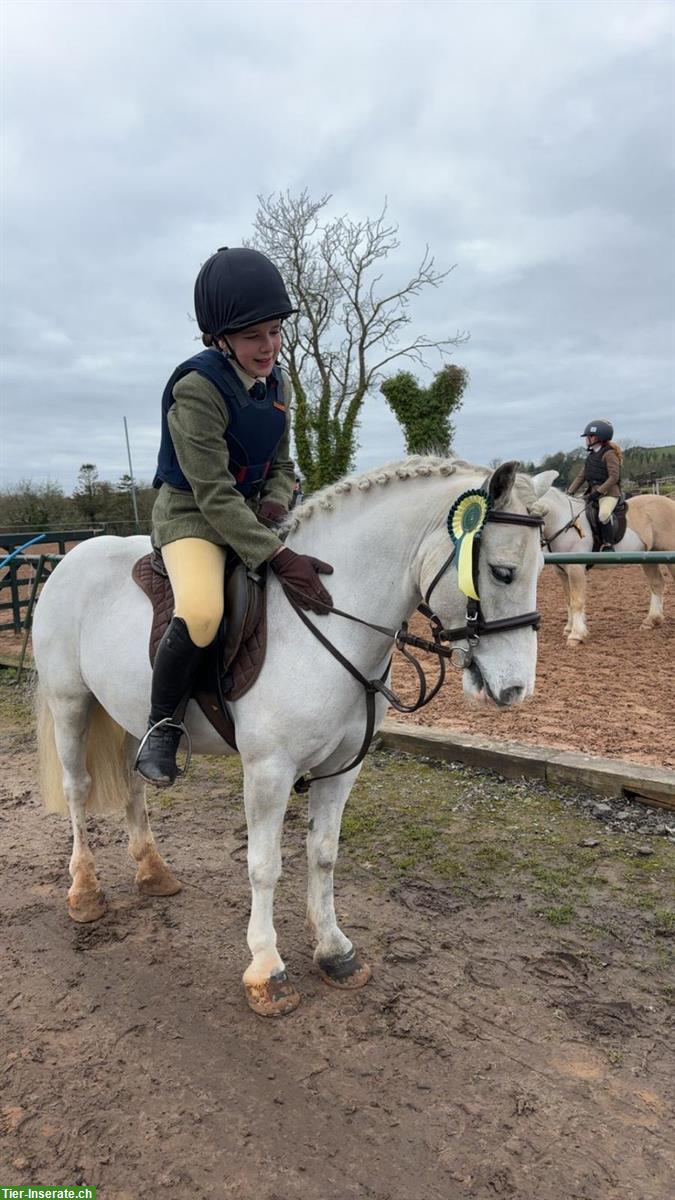 Bild 6: Liebes Kinder-Anfänger Pony zu verkaufen