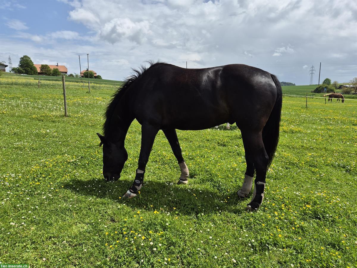 Bild 3: Pferd sucht Reit-/Pflegebeteiligung, Raum Laupen, Neuenegg, ...