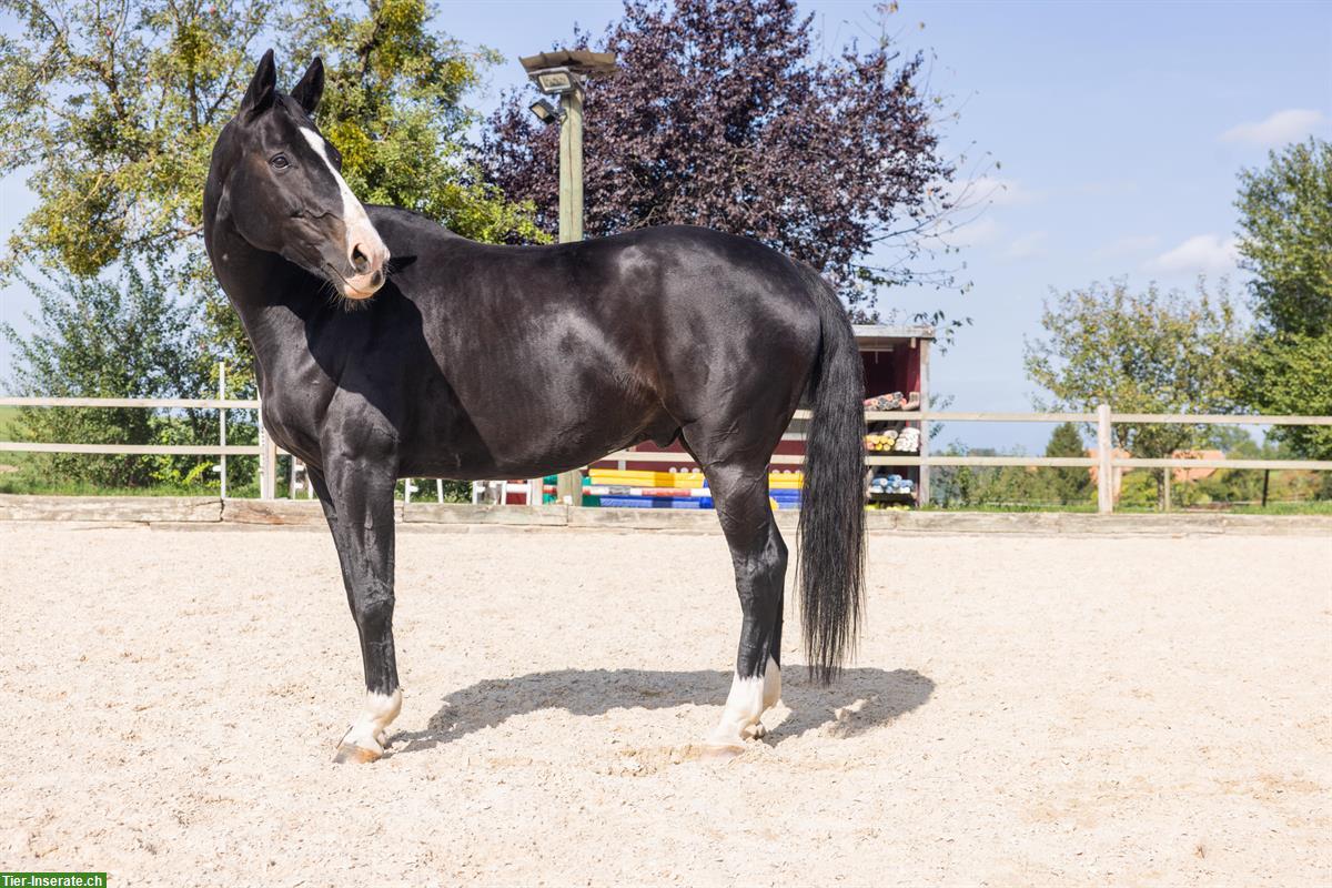 Bild 4: Pferd sucht Reit-/Pflegebeteiligung, Raum Laupen, Neuenegg, ...
