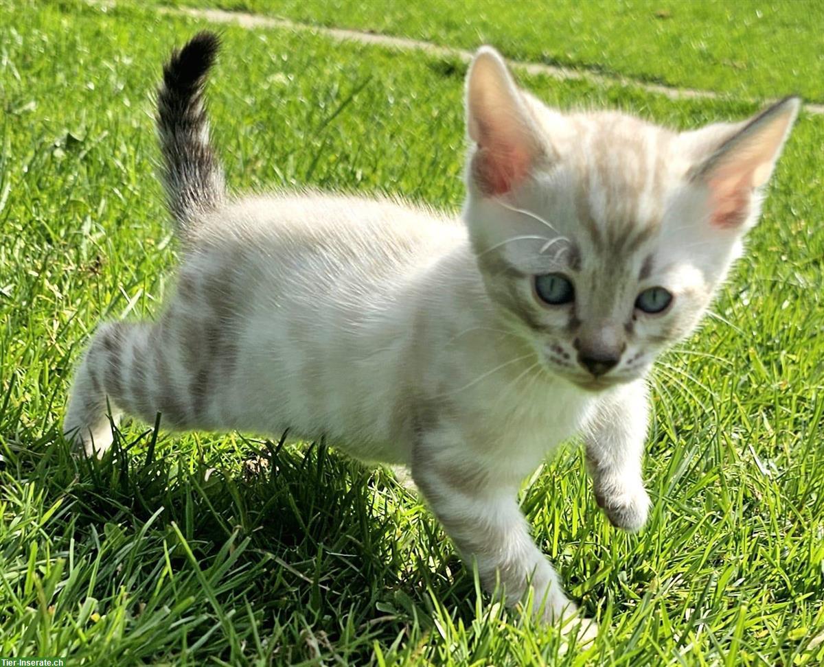 Wunderschöne Seal Tabby Point Bengal, reinrassig