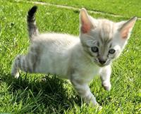 Wunderschöne Seal Tabby Point Bengal, reinrassig