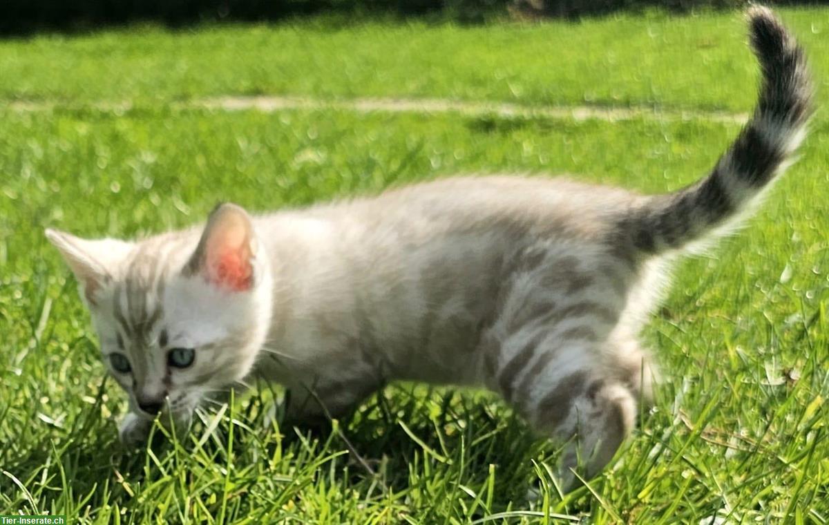 Bild 5: Wunderschöne Seal Tabby Point Bengal, reinrassig
