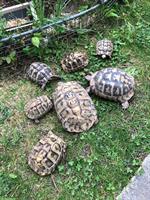 Schildkröten an gute Lebensplätze abzugeben