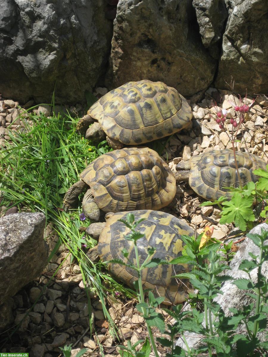 Bild 2: Schildkröten an gute Lebensplätze abzugeben