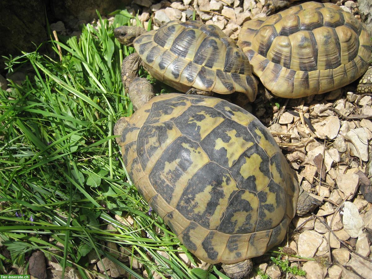 Bild 3: Schildkröten an gute Lebensplätze abzugeben