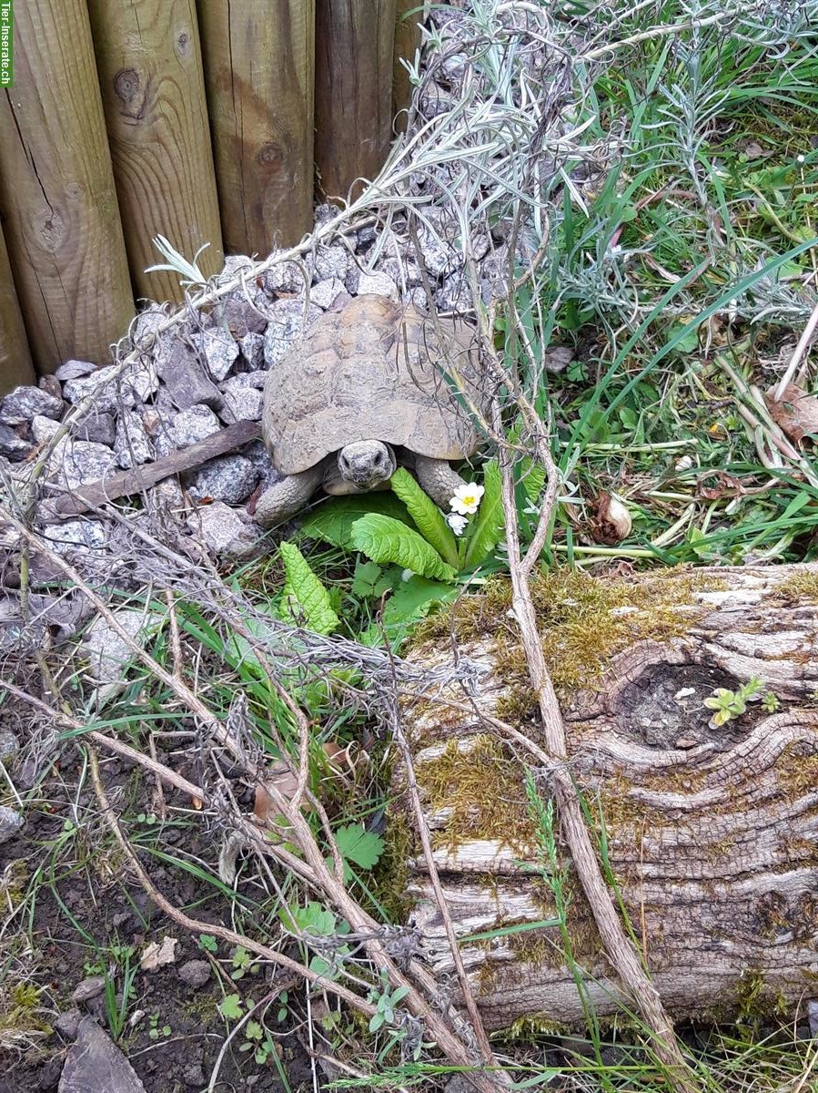 Bild 4: Schildkröten an gute Lebensplätze abzugeben