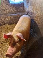 Deutsche Landschweine zu verkaufen