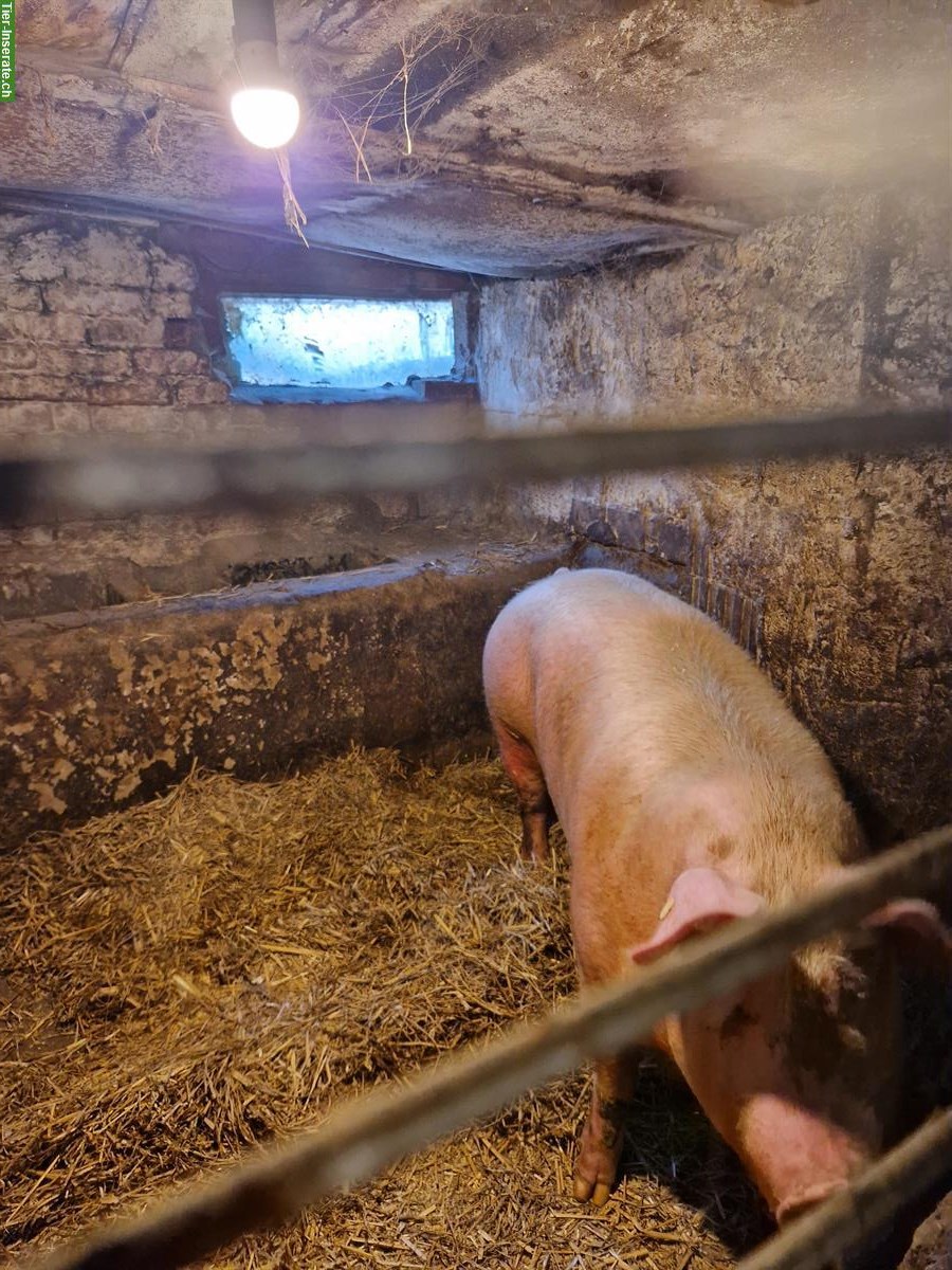 Bild 2: Deutsche Landschweine zu verkaufen