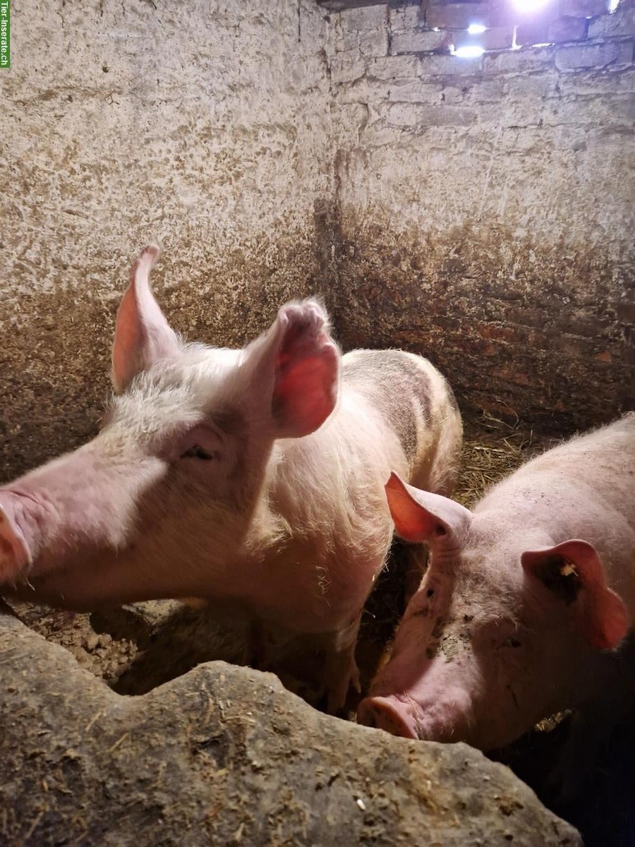 Bild 3: Deutsche Landschweine zu verkaufen