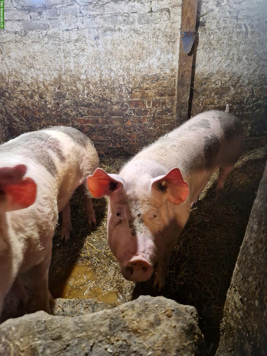 Bild 4: Deutsche Landschweine zu verkaufen