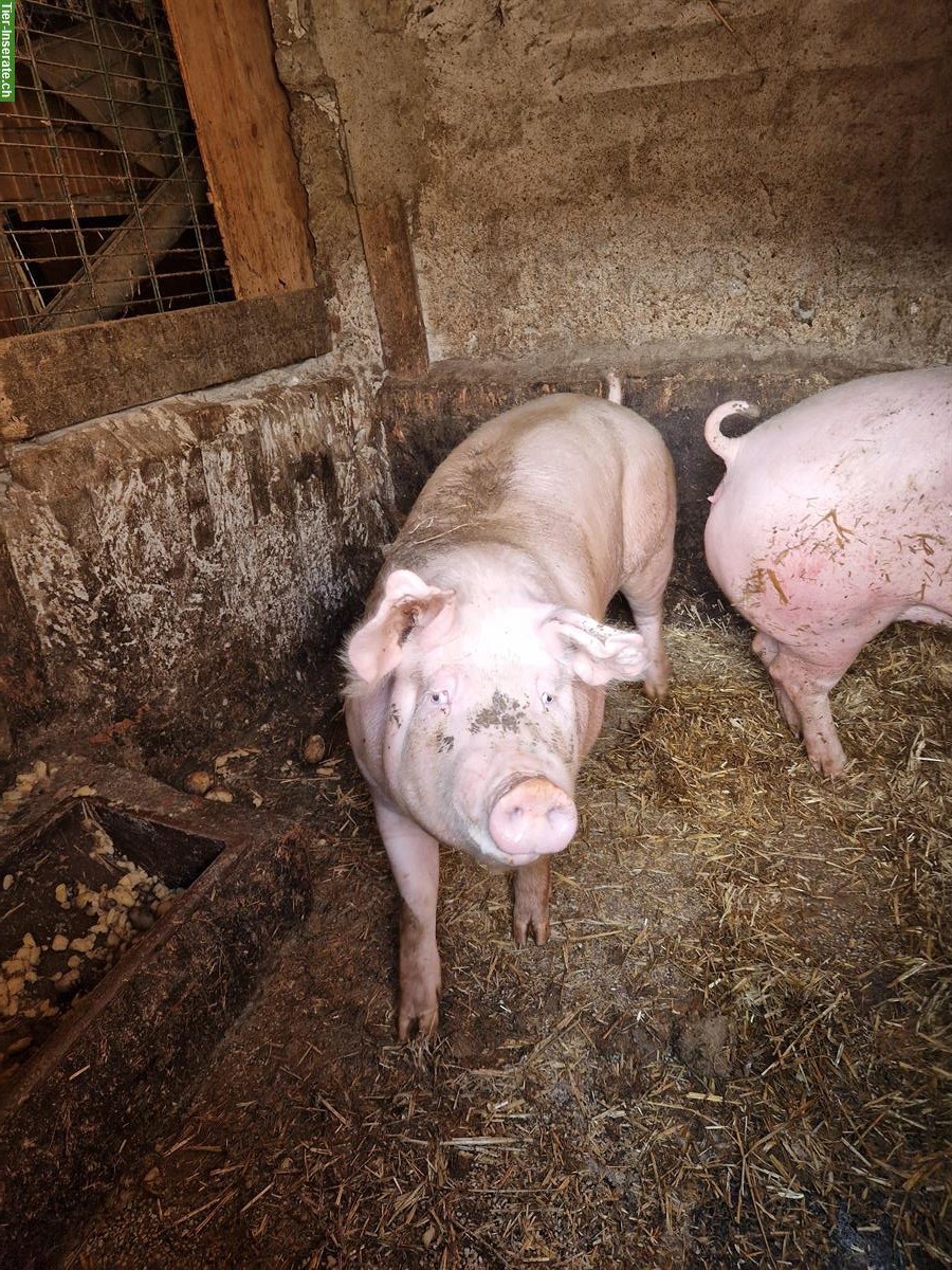 Bild 5: Deutsche Landschweine zu verkaufen