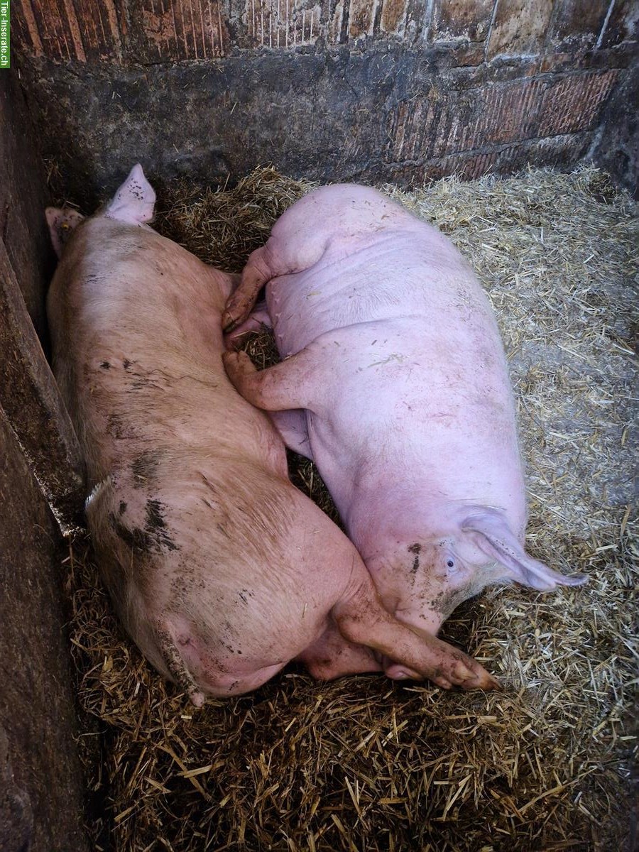 Bild 7: Deutsche Landschweine zu verkaufen
