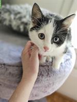 Weibliches Kitten sucht ein neues Zuhause