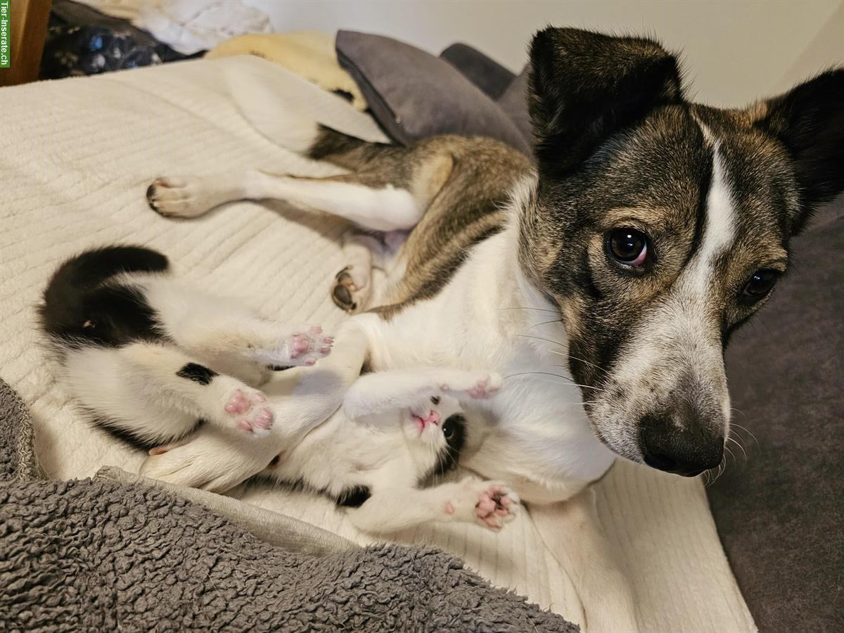 Bild 2: Weibliches Kitten sucht ein neues Zuhause