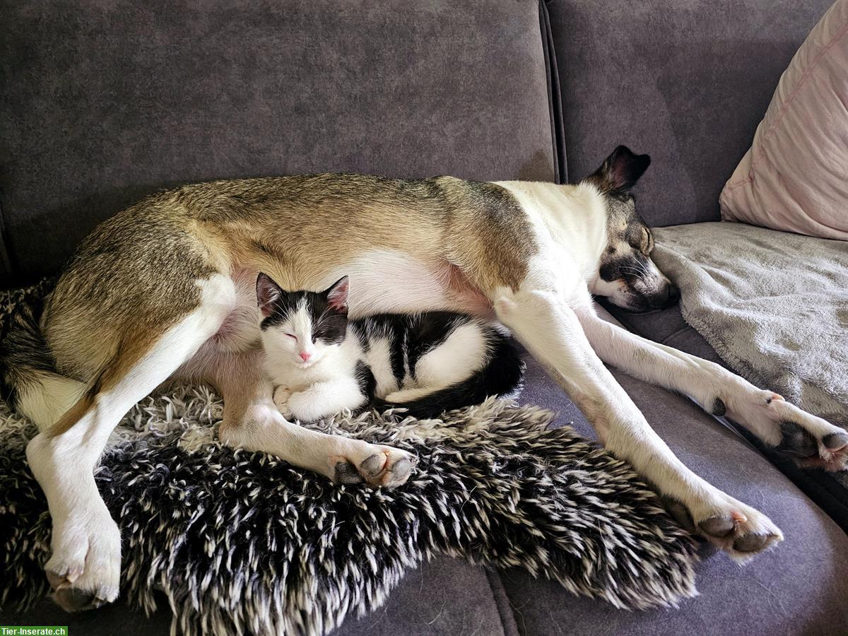 Bild 3: Weibliches Kitten sucht ein neues Zuhause