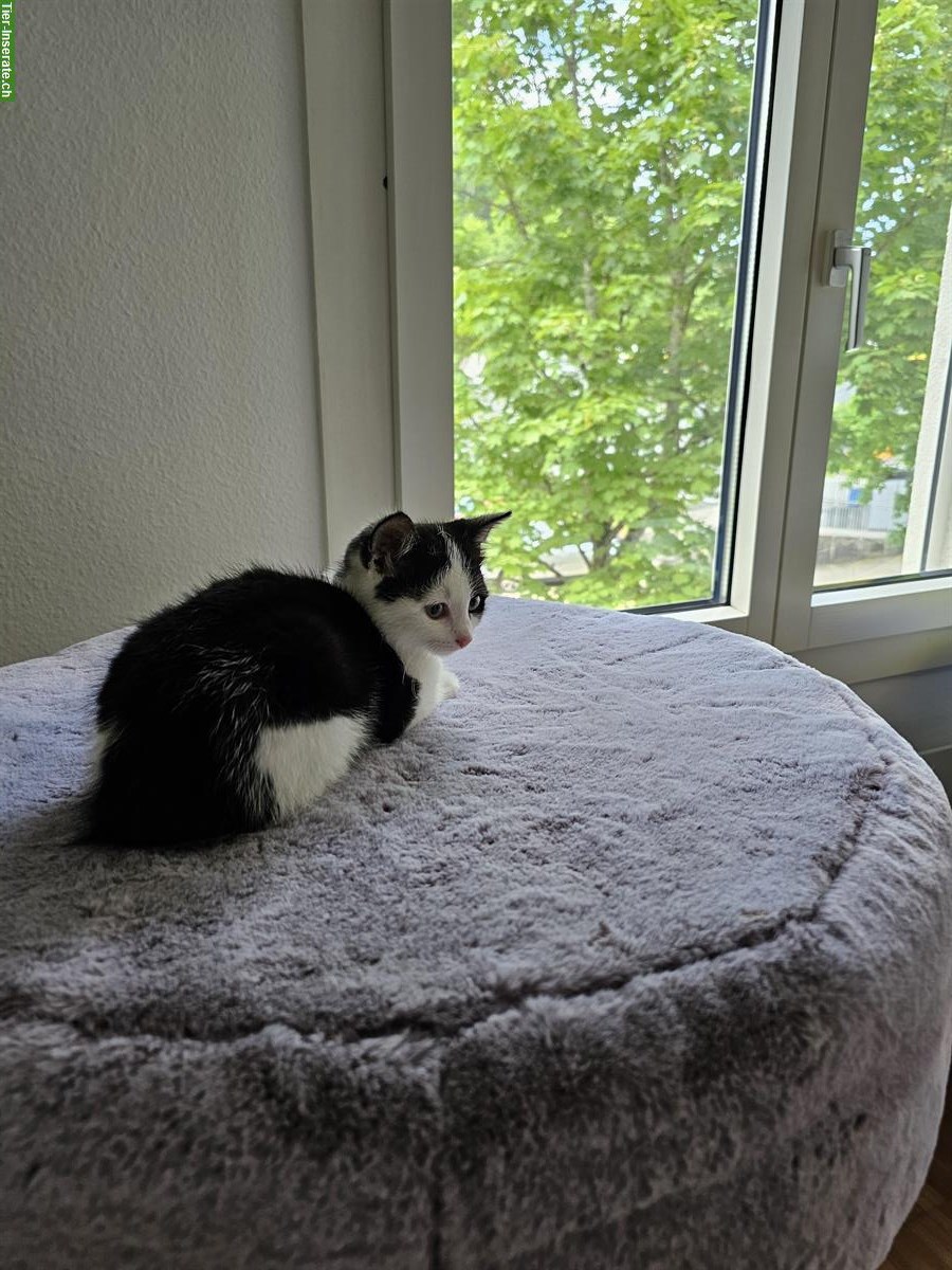 Bild 5: Weibliches Kitten sucht ein neues Zuhause