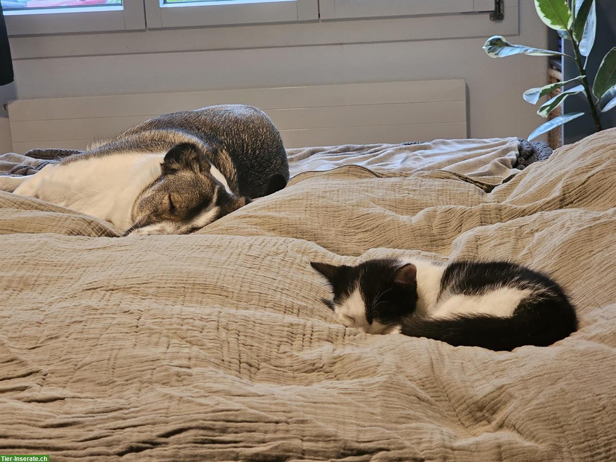 Bild 6: Weibliches Kitten sucht ein neues Zuhause