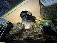Zwergwidder Babys suchen neues zuhause