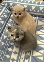 BKH Kitten reinrassig aus seriöser Zucht