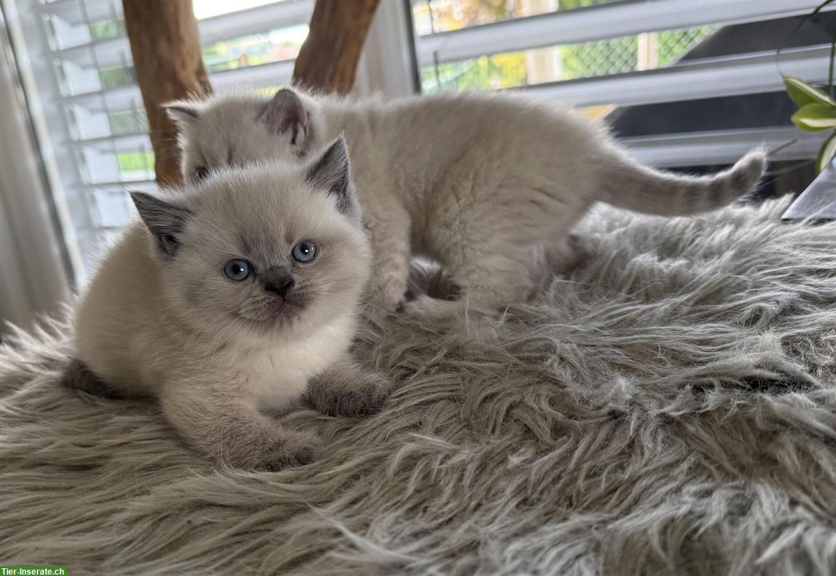 Bild 2: BKH Kitten reinrassig aus seriöser Zucht