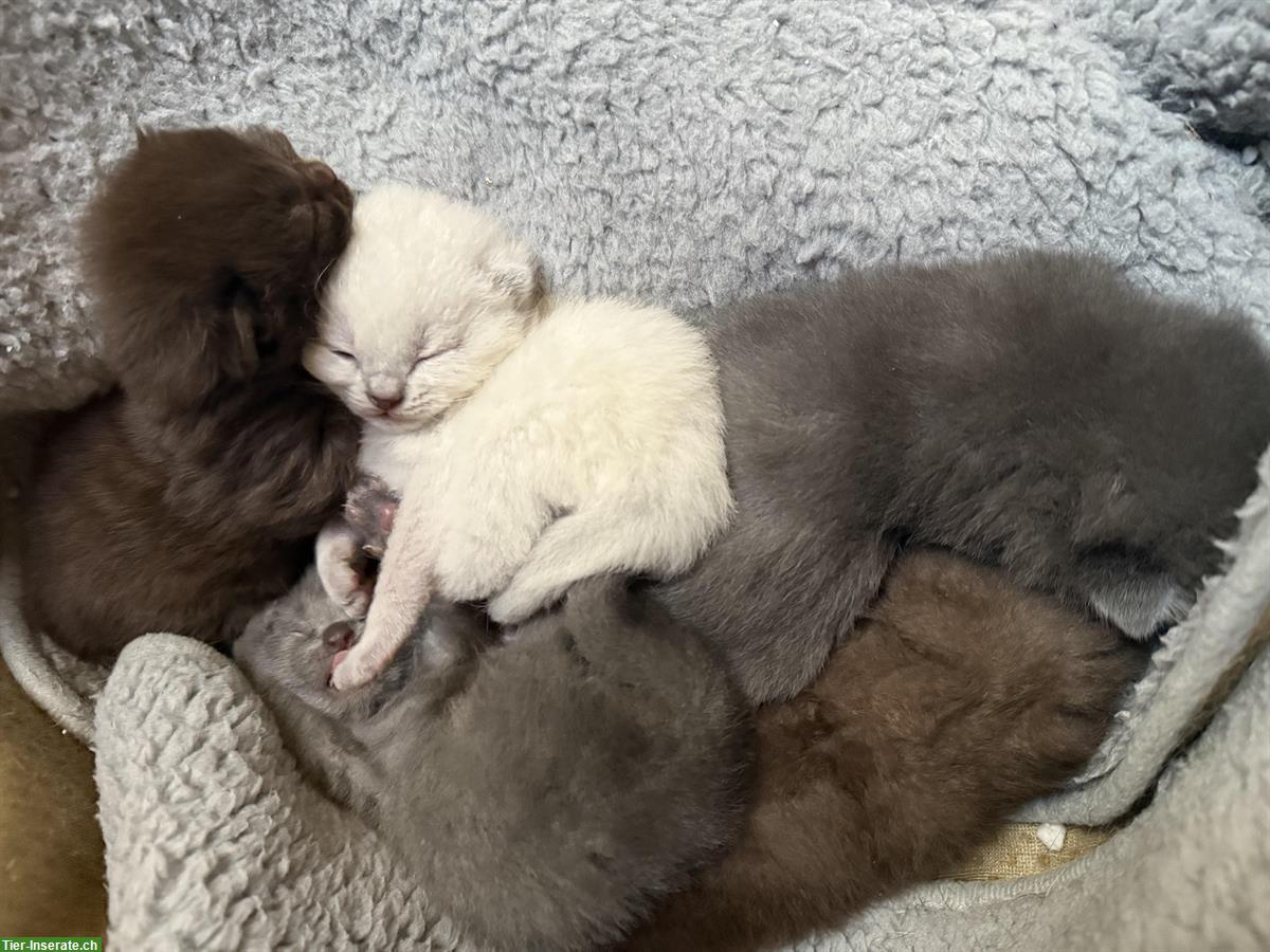 Bild 3: BKH Kitten reinrassig aus seriöser Zucht