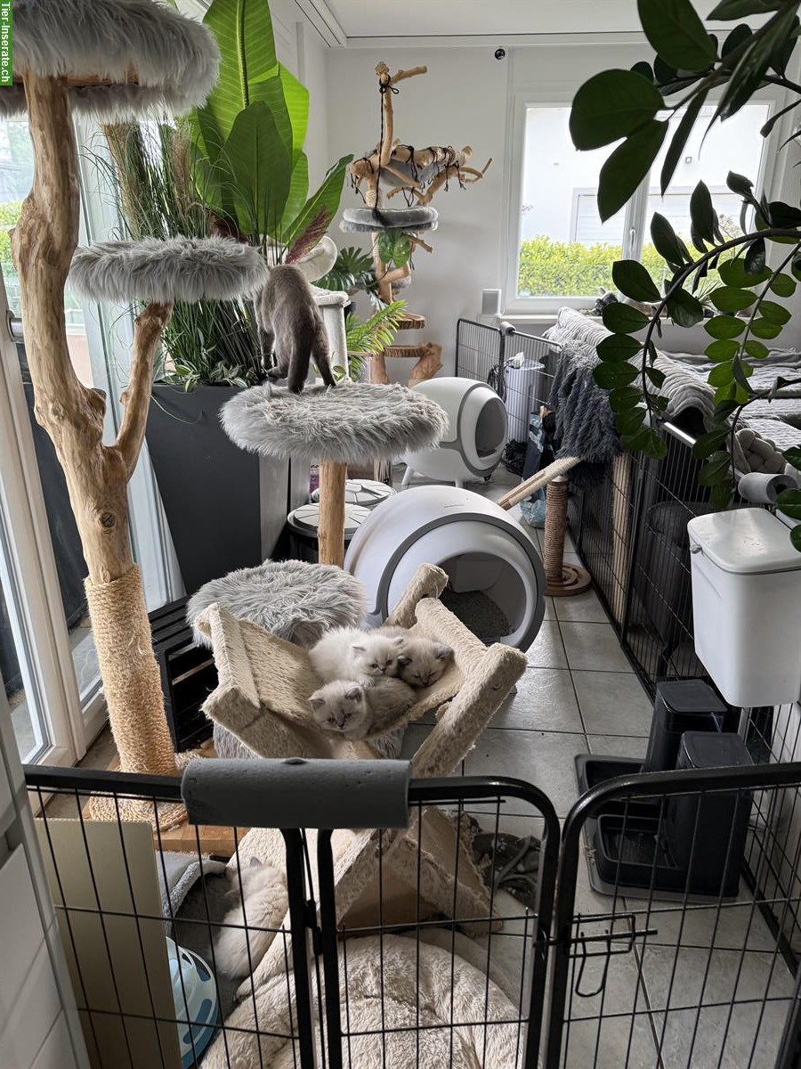 Bild 5: BKH Kitten reinrassig aus seriöser Zucht