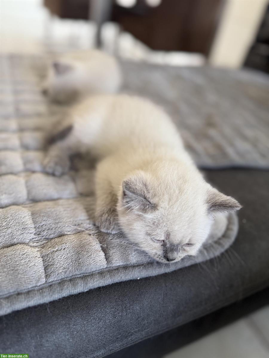 Bild 6: BKH Kitten reinrassig aus seriöser Zucht