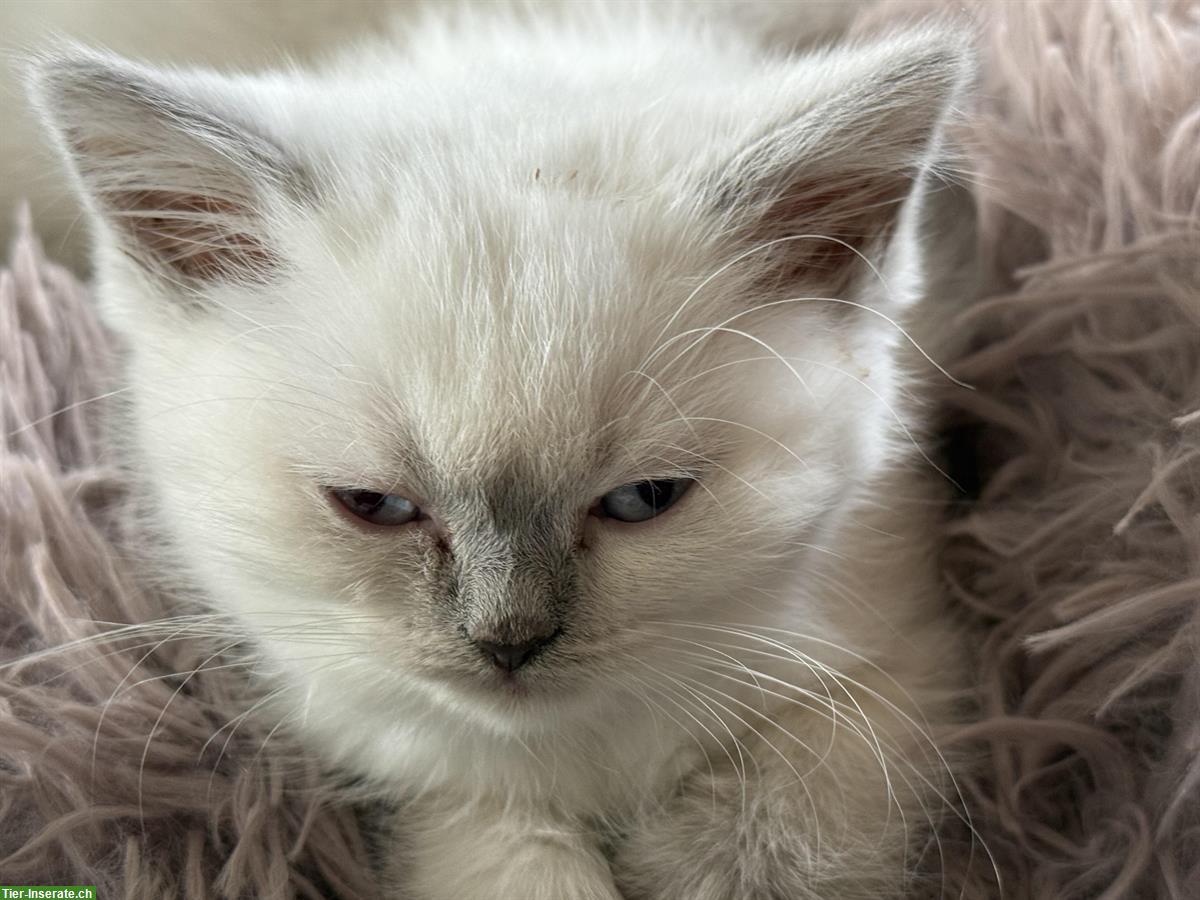 Bild 7: BKH Kitten reinrassig aus seriöser Zucht