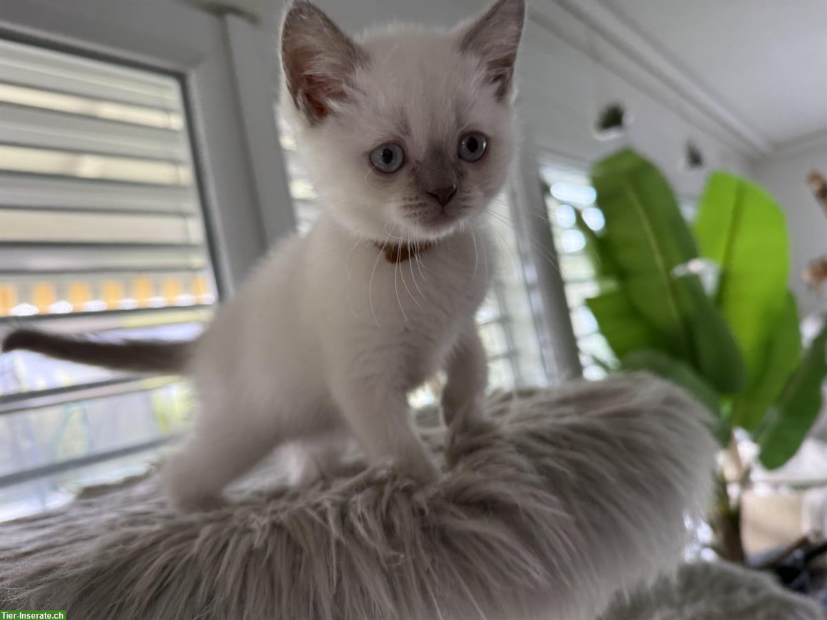 Bild 8: BKH Kitten reinrassig aus seriöser Zucht