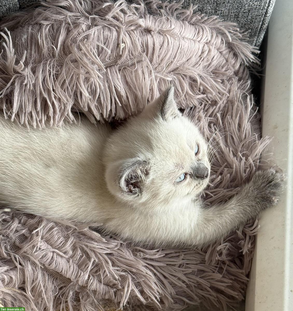 Bild 9: BKH Kitten reinrassig aus seriöser Zucht