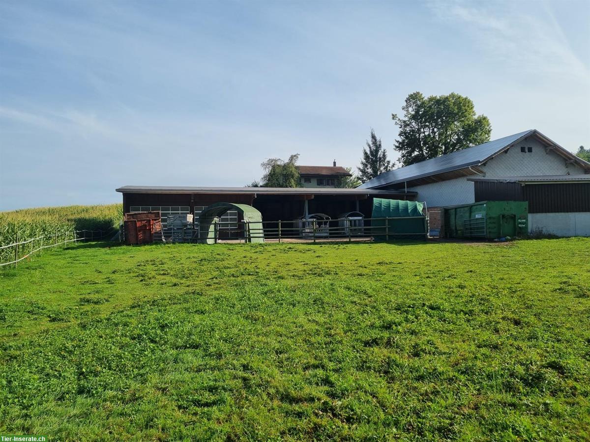 Bieten Platz in Freilaufstall in Jonschwil SG