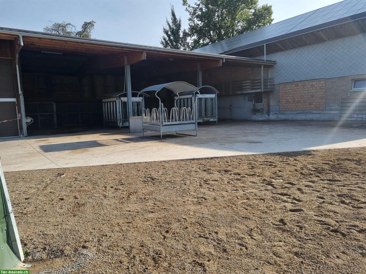 Bild 6: Bieten Platz in Freilaufstall in Jonschwil SG