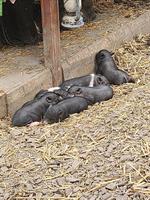 Mini Pigs Schweine, männlich und weiblich