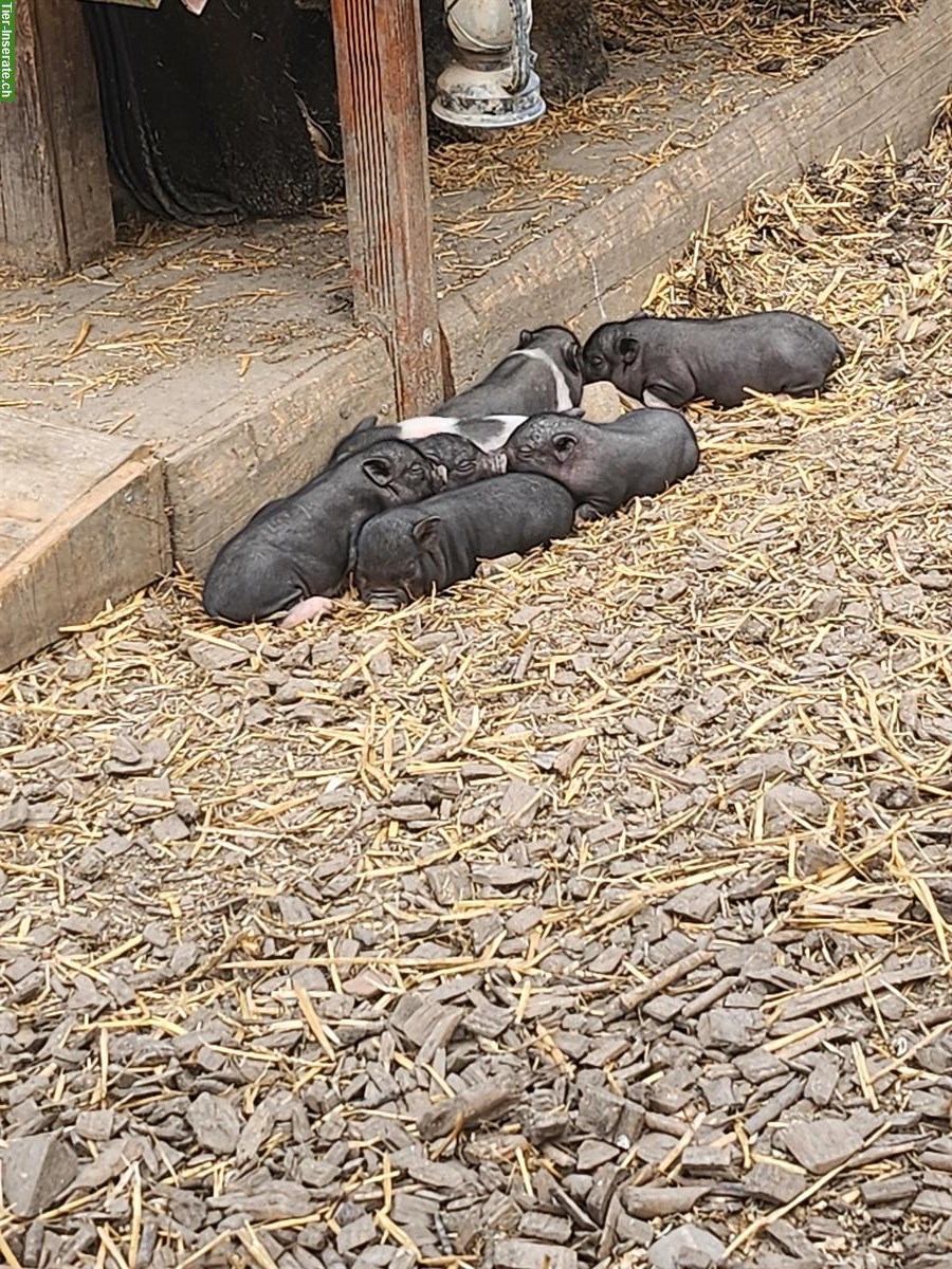 Bild 2: Mini Pigs Schweine, männlich und weiblich