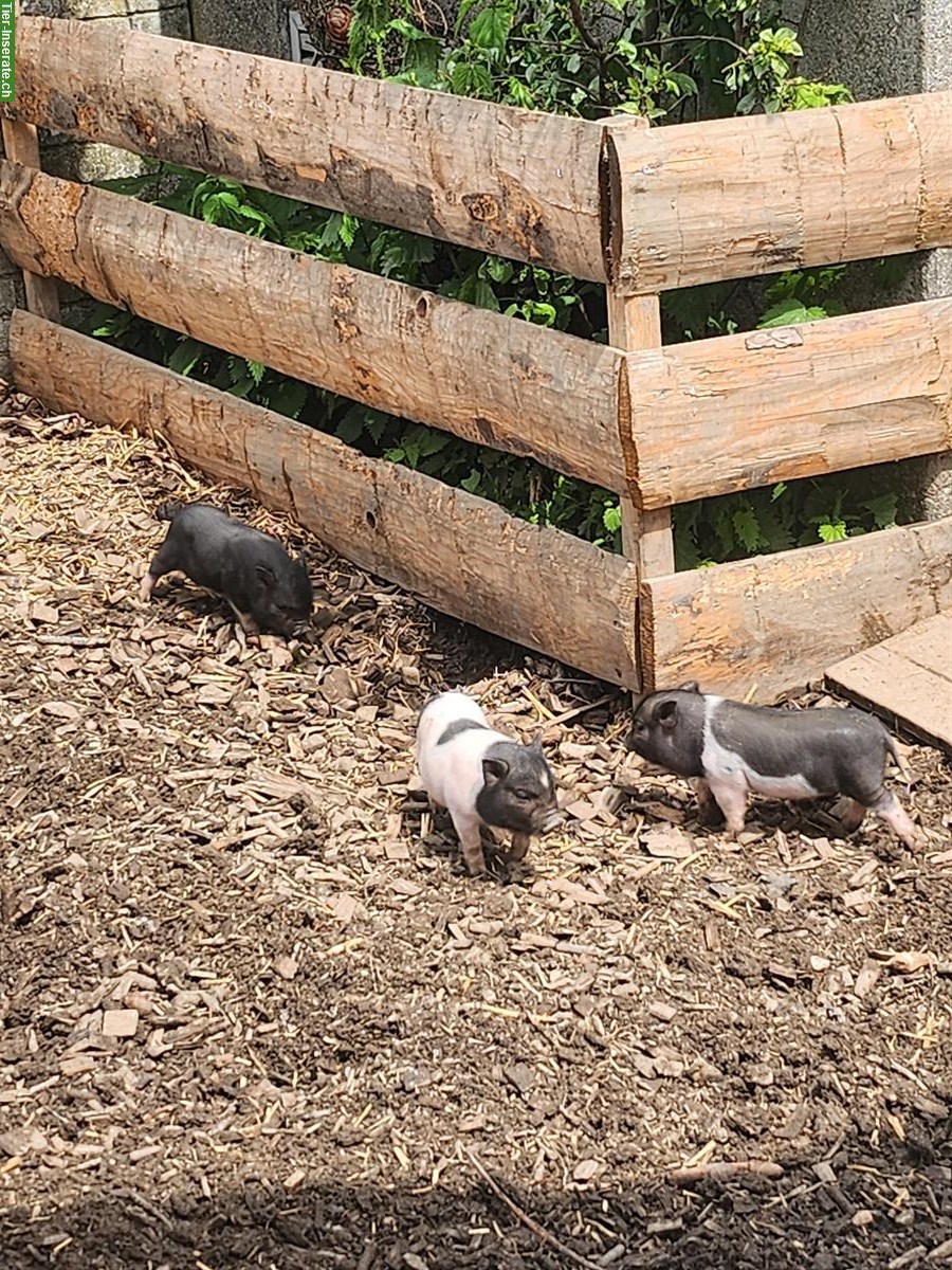 Bild 3: Mini Pigs Schweine, männlich und weiblich