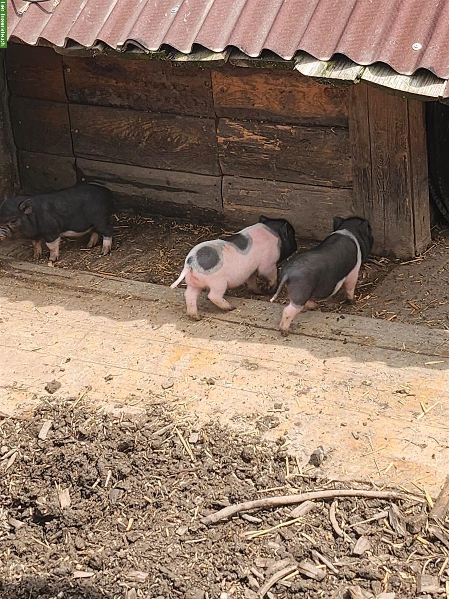 Bild 4: Mini Pigs Schweine, männlich und weiblich