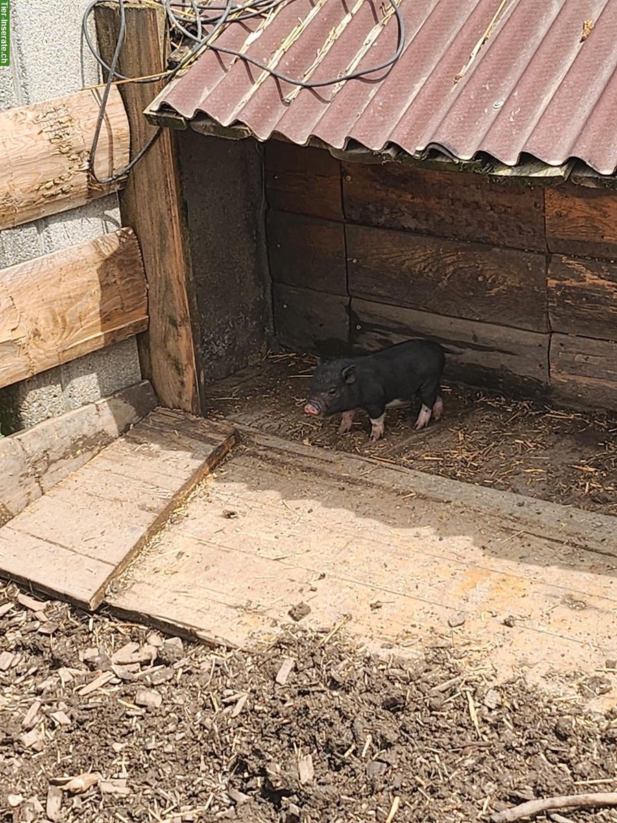 Bild 5: Mini Pigs Schweine, männlich und weiblich