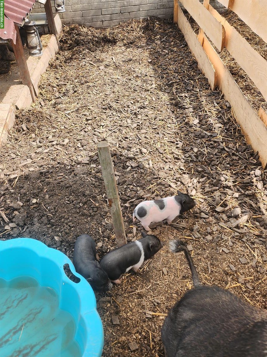 Bild 6: Mini Pigs Schweine, männlich und weiblich
