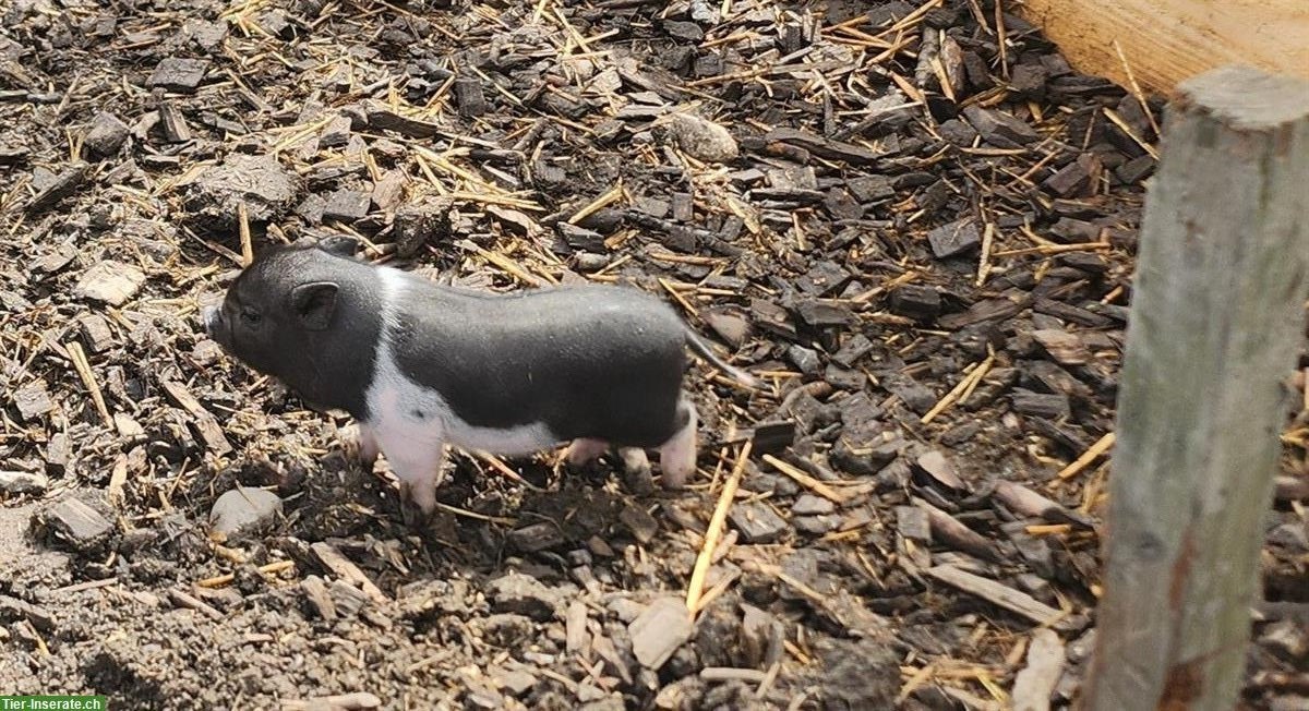 Bild 7: Mini Pigs Schweine, männlich und weiblich