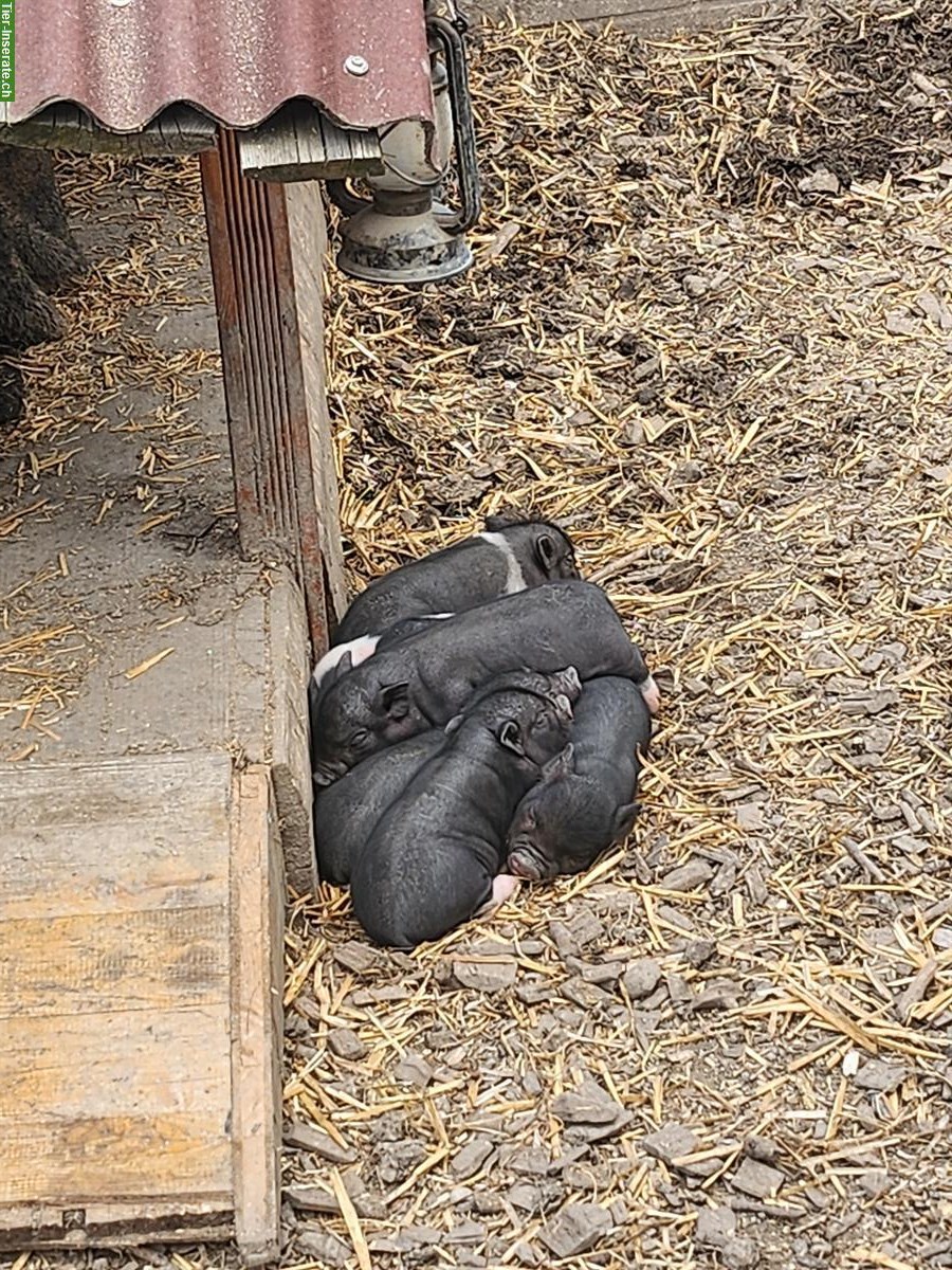 Bild 8: Mini Pigs Schweine, männlich und weiblich