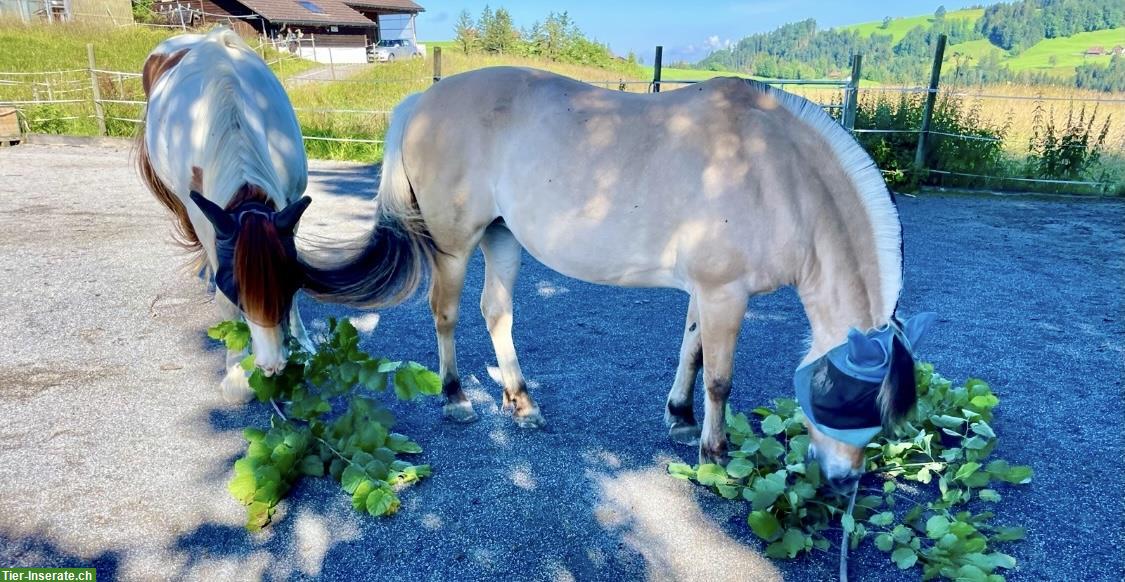Bild 2: 2 Pferdeboxen/Offenstall in Egg bei Einsiedeln